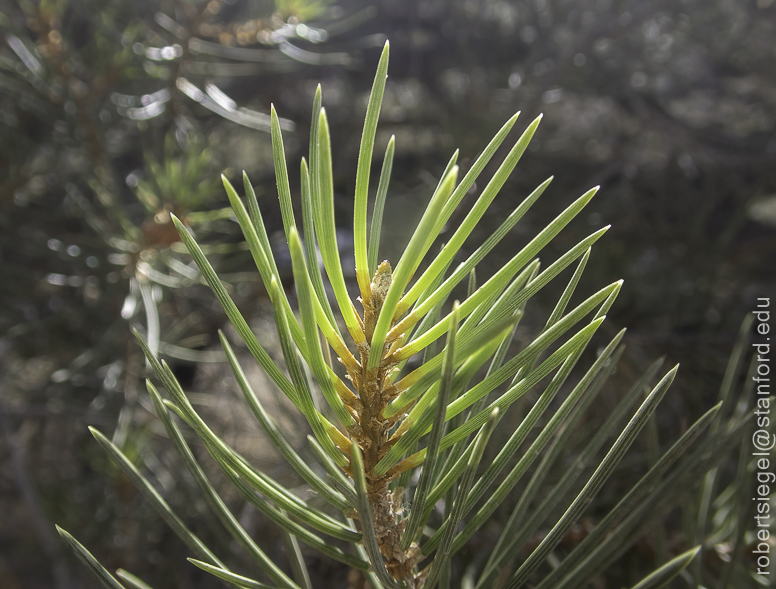 Joshua Tree National Park